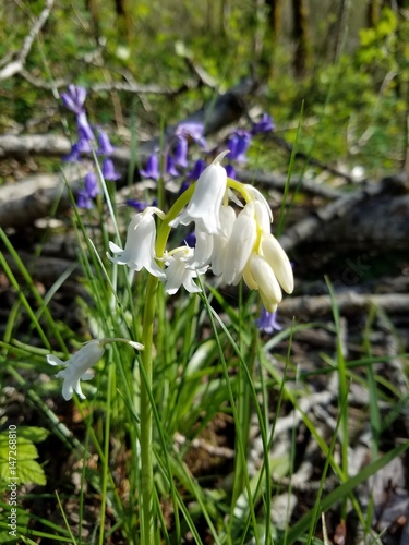 SpringFlowers03