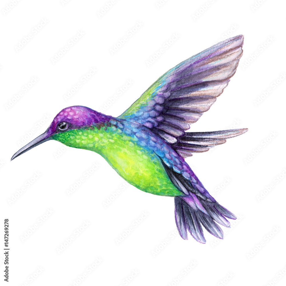 Fototapeta premium watercolor illustration, flying hummingbird isolated on white background, exotic, tropical, wild life clip art