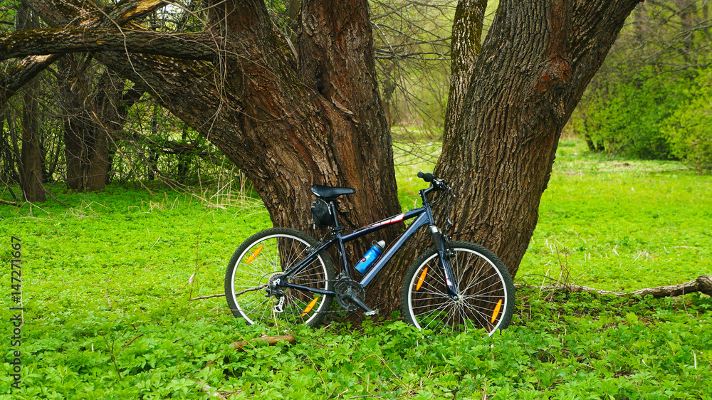 Fototapeta premium Bicycle in the forest