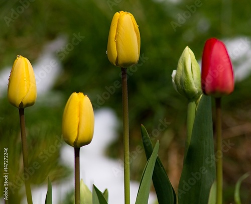 Yellow tulips in the background