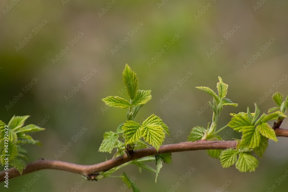 Green twig in spring Green twig in spring