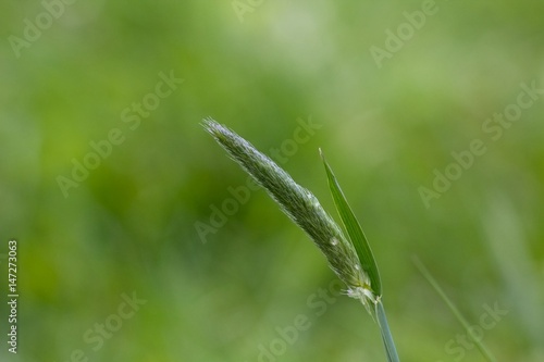Gtreen grass