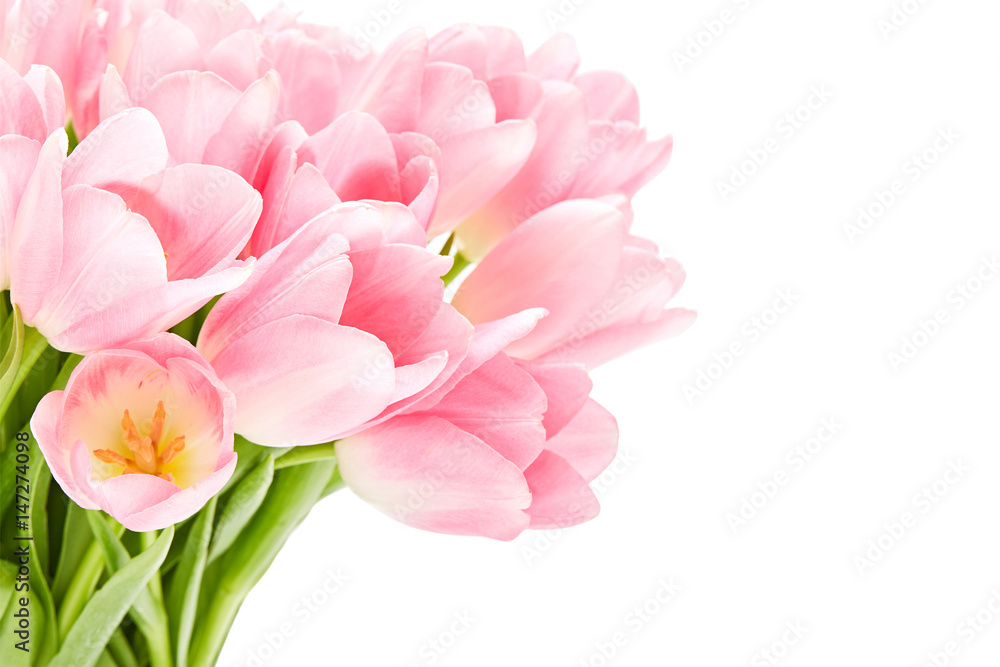 Naklejka premium Różowe tulipany na białym tle nad białym tle