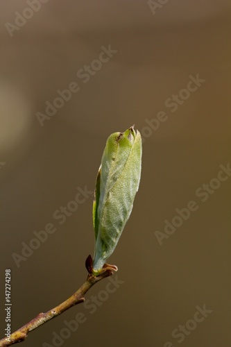 Green twig in spring