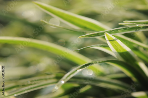 Bokeh Grass