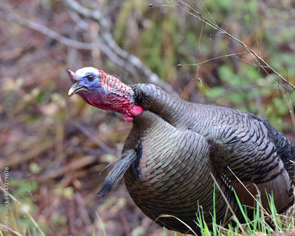 Wild eastern tom turkey gobbling in mating season Stock Photo | Adobe Stock Wild eastern tom turkey gobbling in mating season Stock Photo | Adobe Stock