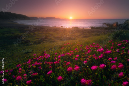 Fototapeta Naklejka Na Ścianę i Meble -  Flowers in Azkorri beach at sunset