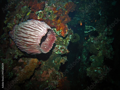 Sponge inside USS Liberty shipwreck, close to Tulamben beach, Bali Island, Indonesia