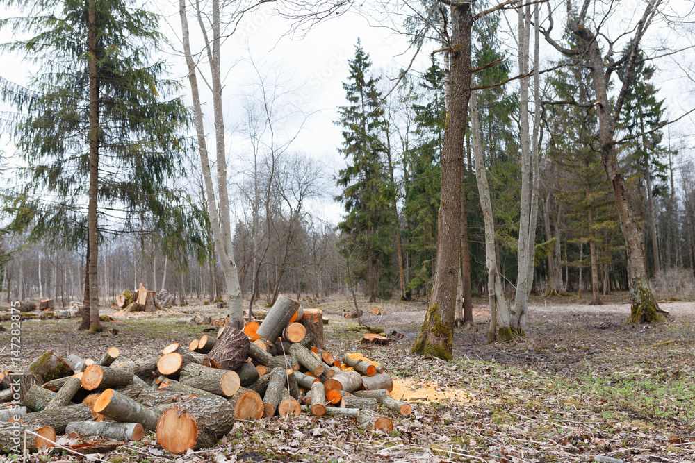 Firewood lay on the snow. Village. Stack of wood. Firewood lay on the snow. Village. Stack of wood.