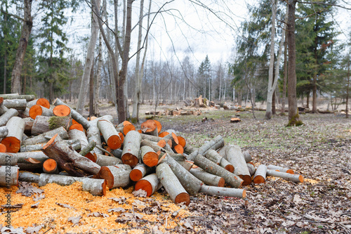 Firewood lay on the snow. Village. Stack of wood. photo