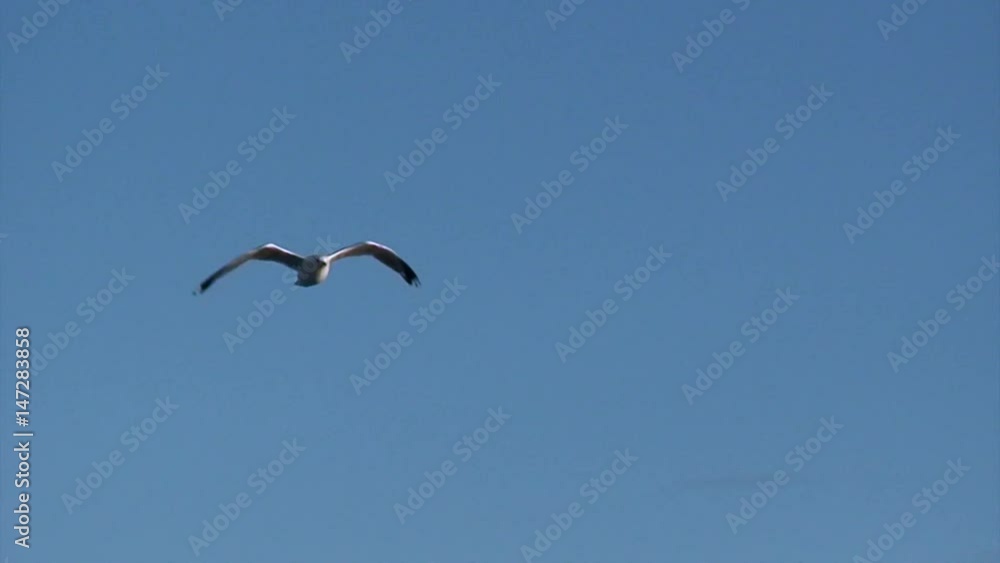 Birds over calm water on background of water in White Sea. Beautiful landscape of wild nature. Quiet and calm ecotourism in Russia. Panorama of way to cold Karelia. Birds over calm water on background of water in White Sea. Beautiful landscape of wild nature. Quiet and calm ecotourism in Russia. Panorama of way to cold Karelia.