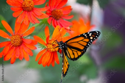 Monarch butterfly on a flower © CELINE BISSON PHOTOS