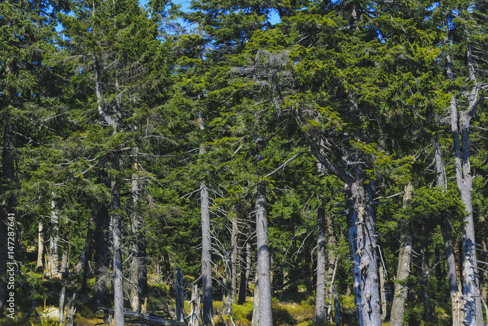 Fototapeta premium Fir trees in the Wood