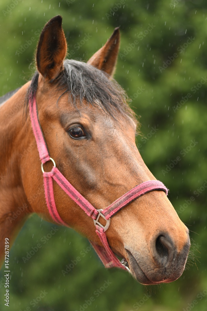 Obraz premium Belgian Heavy Horses