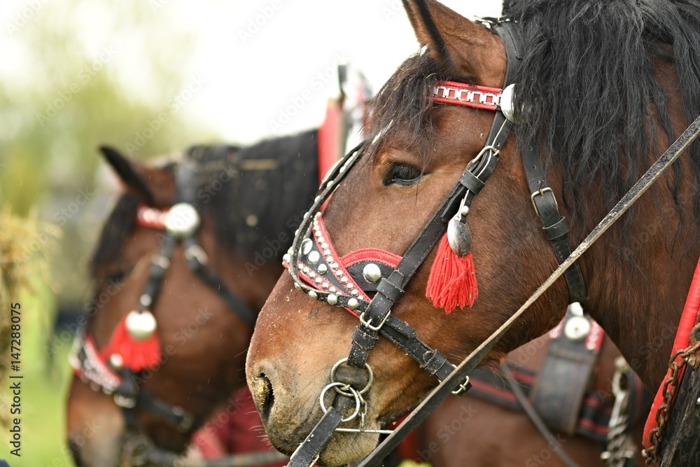 Obraz premium Belgian Heavy Horses