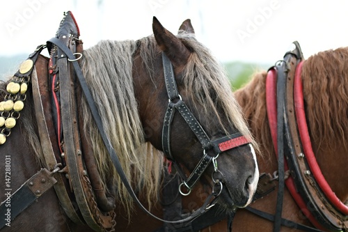 Belgian Heavy Horses © muro