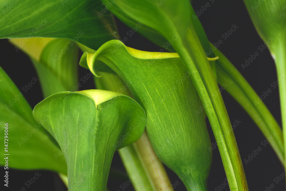 Obraz premium Blooming Callas