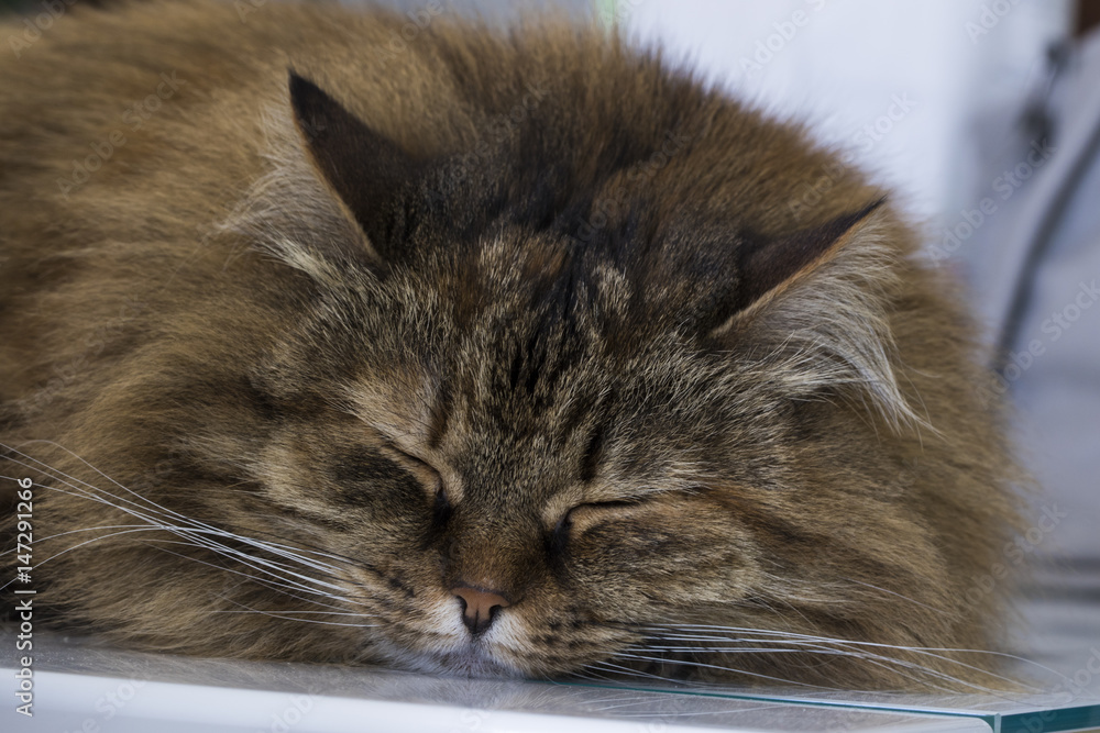 Fototapeta premium tender fluffy cat lying on the table, brown siberian breed
