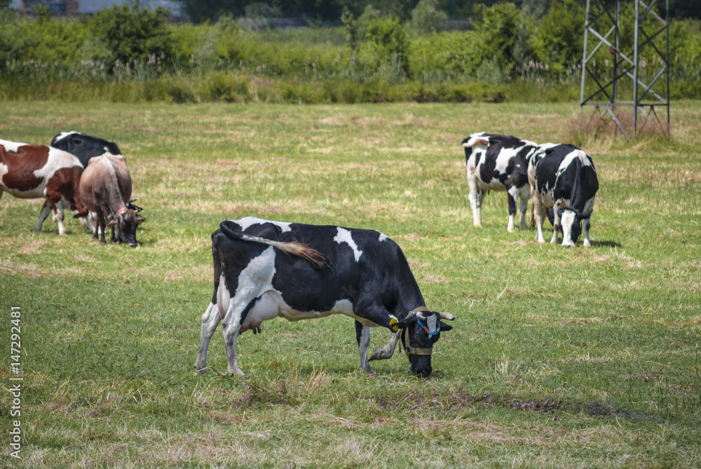 Cow on a green hill with forest