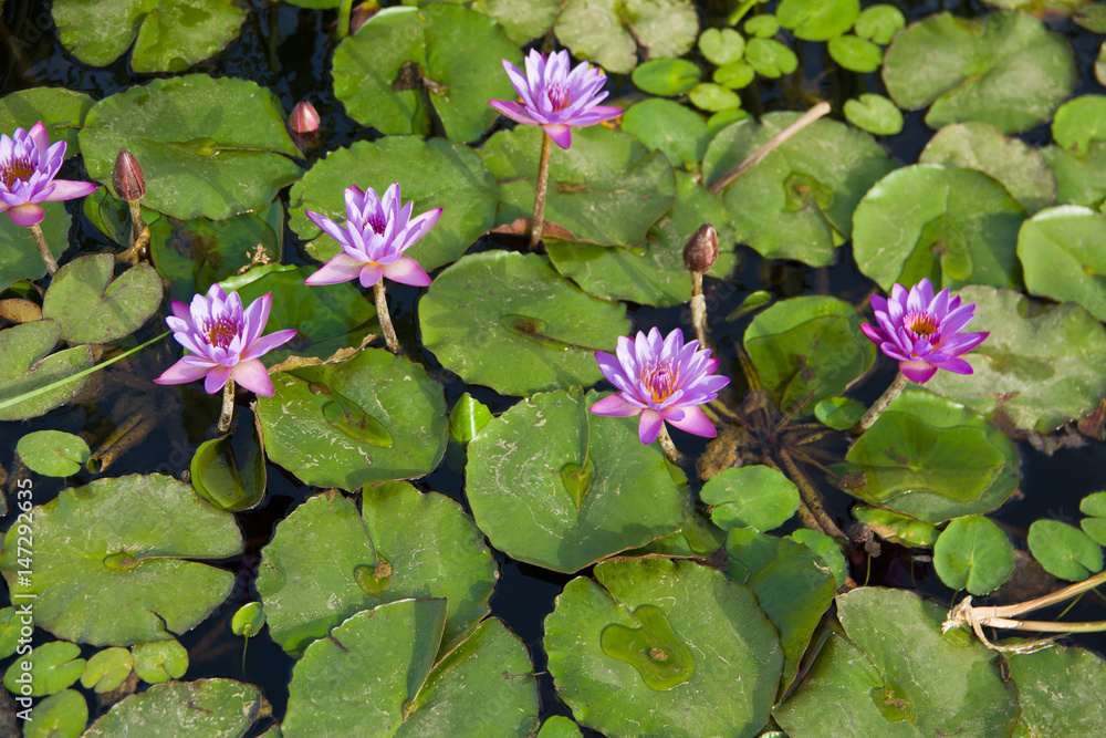Water lily on the surface of garden pond. Selective focus. . Water lily on the surface of garden pond. Selective focus. .