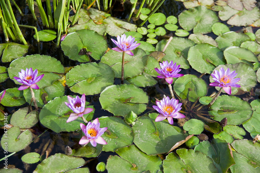 Water lily on the surface of garden pond. Selective focus. . Water lily on the surface of garden pond. Selective focus. .