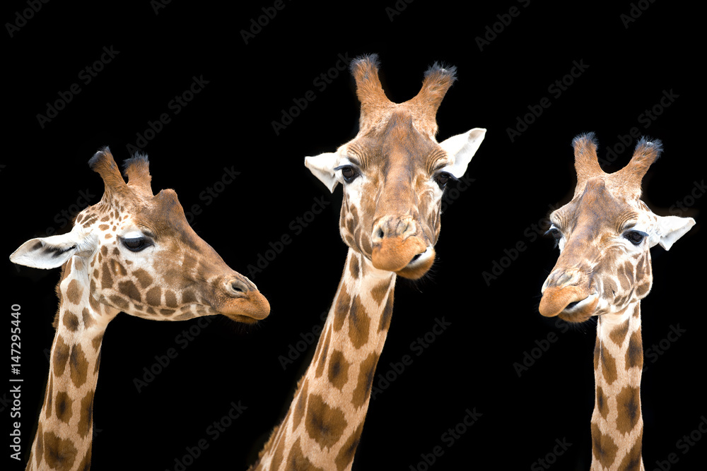 Naklejka premium Giraffe trio