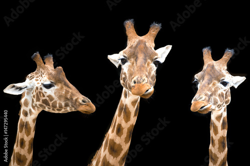 Giraffe trio