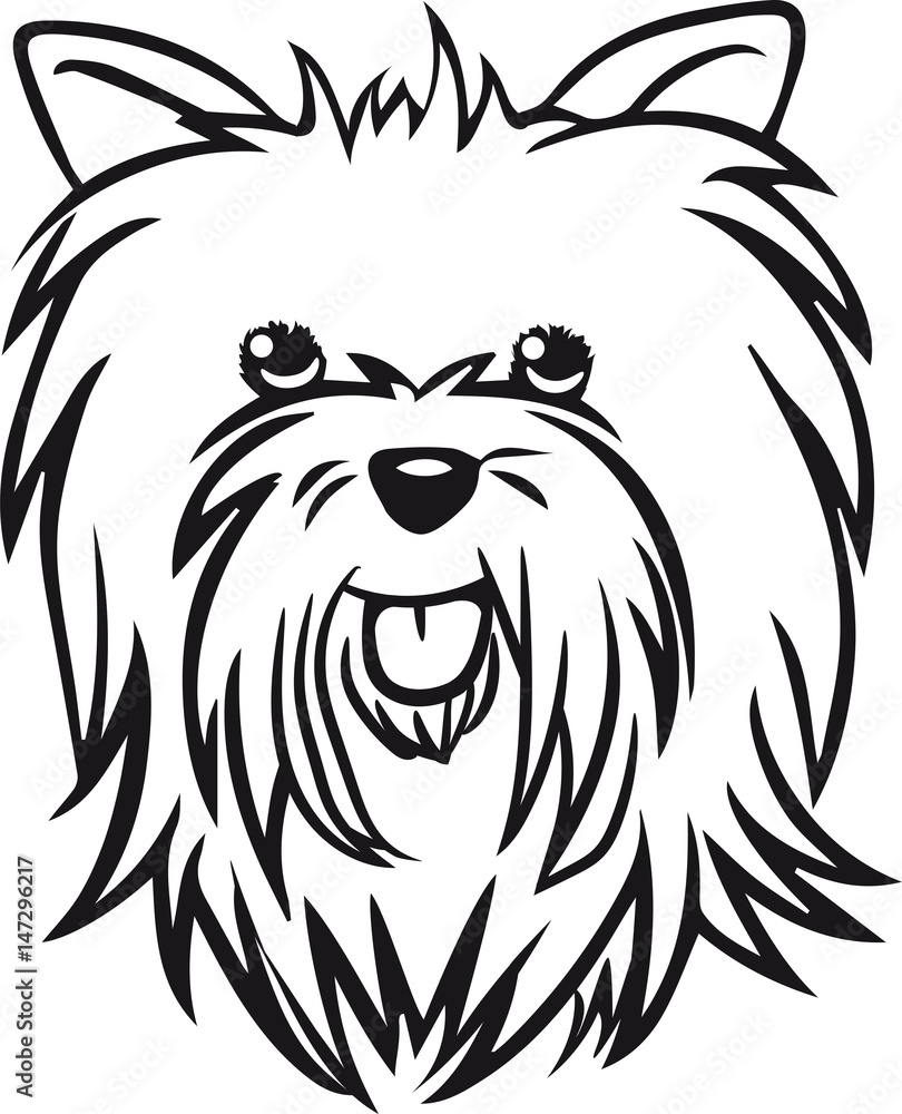 Hund Yorkshire Terrier Hund Yorkshire Terrier