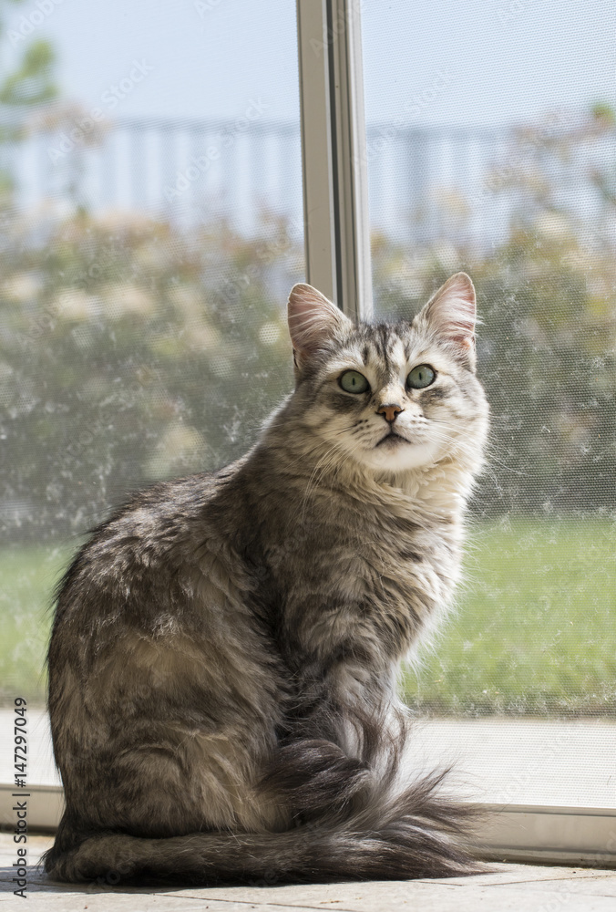 Naklejka premium Silver cat of siberian breed in the garden 