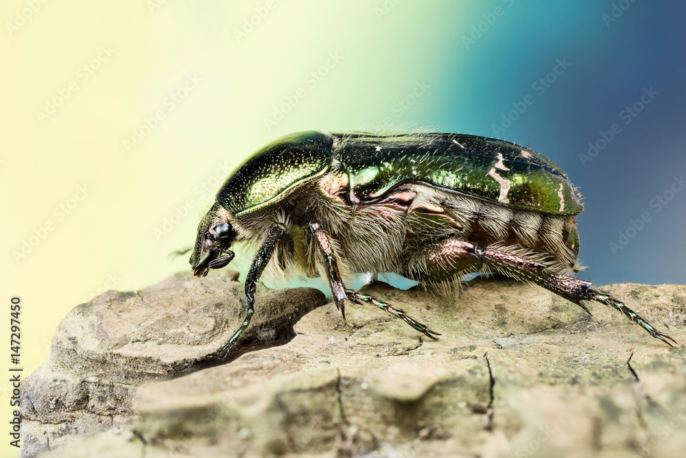 Focus Stacking - Beetle - Rose Chafer Focus Stacking - Beetle - Rose Chafer