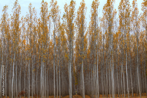 Poplar Trees