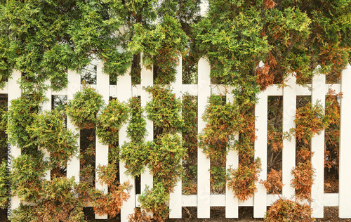 фотографія White fence and rusty cedar tree. Thuja blight