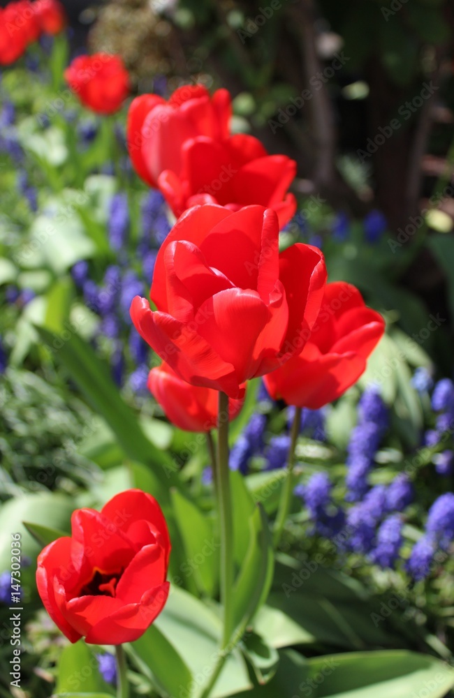 Fototapeta premium Red tulips with muscari in a spring garden