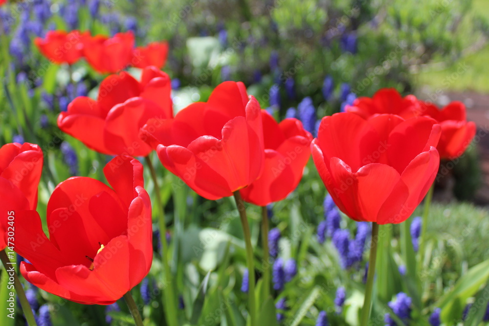 Beautifully blooming red tulips in a garden Beautifully blooming red tulips in a garden