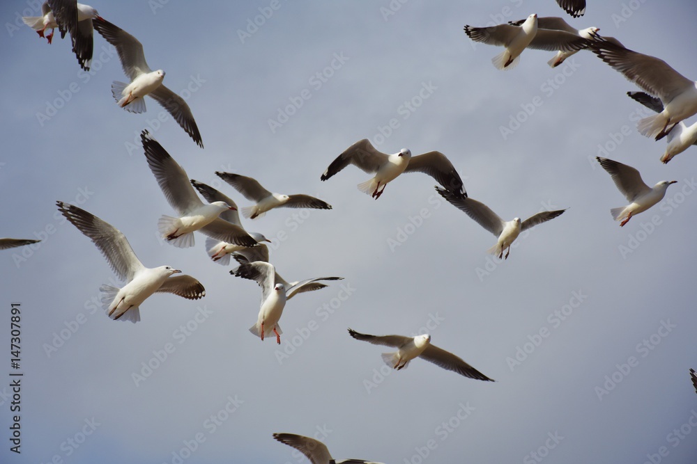 Fototapeta premium Flying seagulls