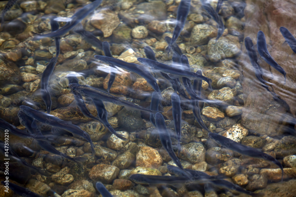 Obraz premium Hooligan Run in Alaska