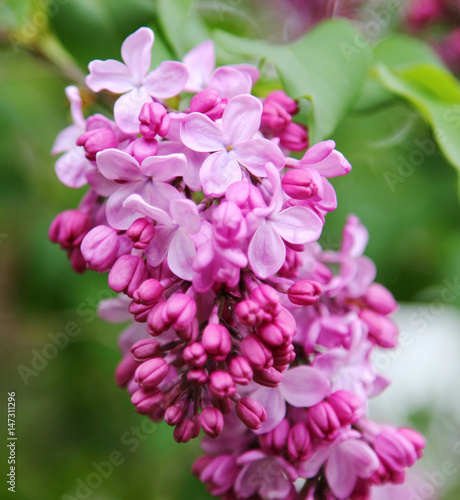 Pink fragrant Lilacs