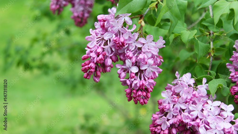 Fototapeta premium Pink fragrant Lilacs
