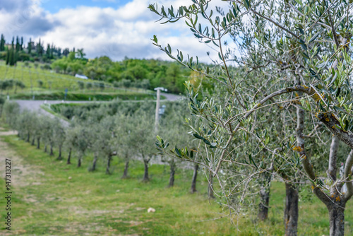 An olive tree branch with a road in background near the town of Radda in Chianti