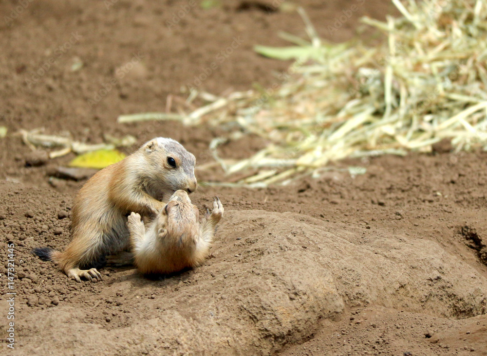 two black tailed prairie dog playing on the ground near dry grass two black tailed prairie dog playing on the ground near dry grass