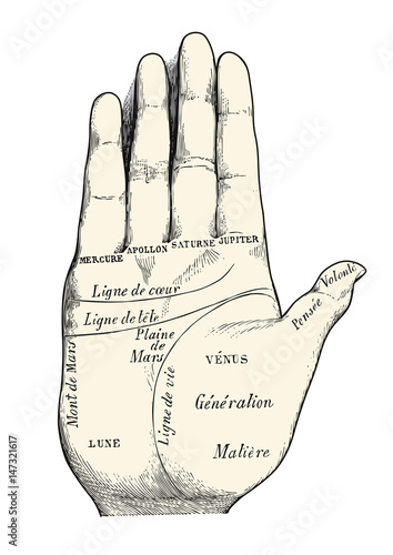 retro vector design element: vintage palm reading / chiromancy chart illustration, fortune lines displayed on a human hand