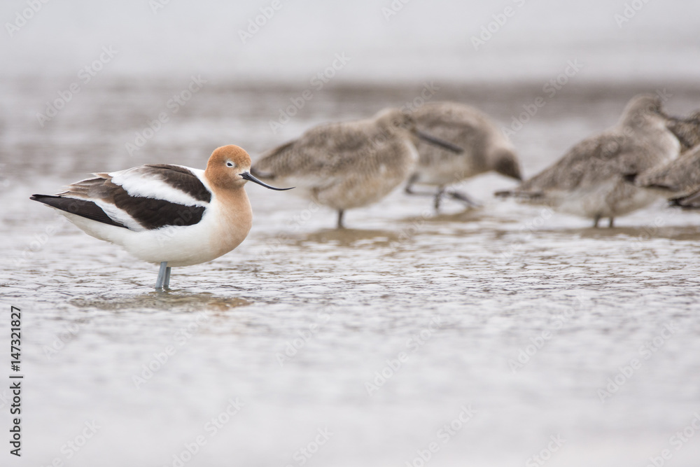 American Avocet and Willets American Avocet and Willets