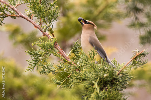 Cedar Waxwing photo