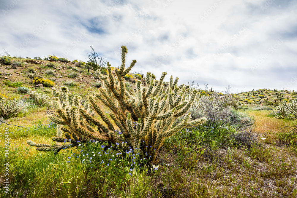 Blue wildflowers around a cactus on a desert hilside on a cloudy day. Blue wildflowers around a cactus on a desert hilside on a cloudy day.