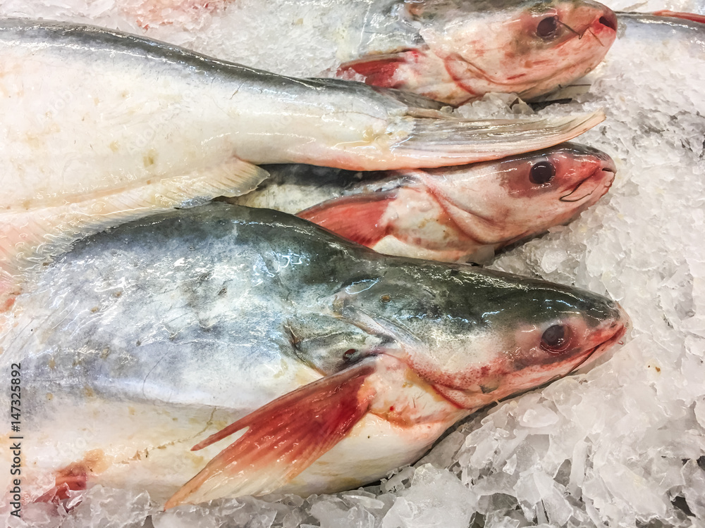 Striped Catfish in ice