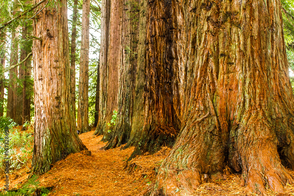 Obraz premium redwood forest, sequioa trees