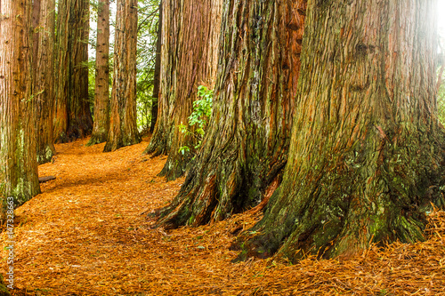 redwood forest, sequioa trees