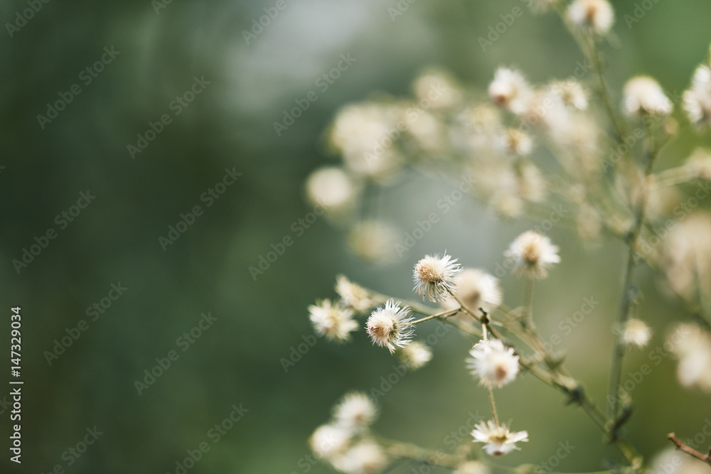 white dried flowers spring abstract blurred and space for using copy text background or wallpaper. white dried flowers spring abstract blurred and space for using copy text background or wallpaper.