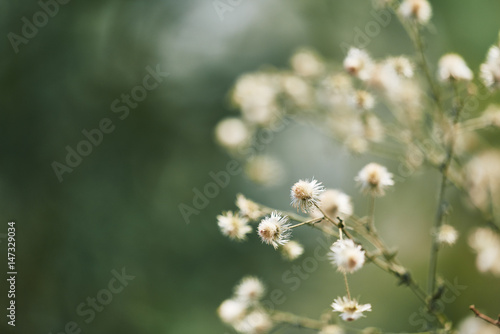 white dried flowers spring abstract blurred and space for using copy text background or wallpaper.