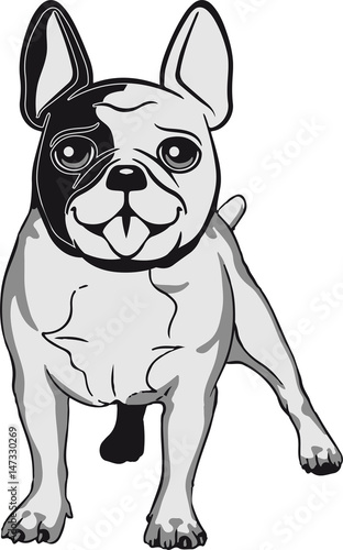 Hund hunderasse Franz  sische Bulldogge